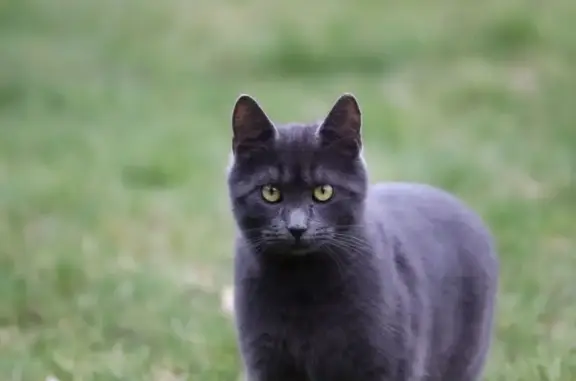 Chat perdu, , photo: Chat perdu à Cerisy : Zeus, 6 ans, gris