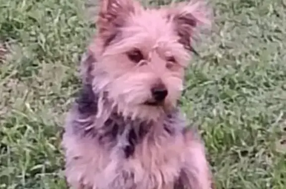 Lost Dog: Luke - Black/Tan, Shy & Bites