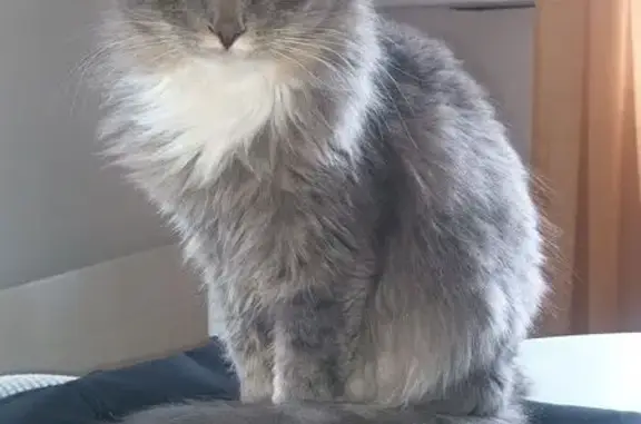 Chat gris perdu, pattes blanches, peureux - photo