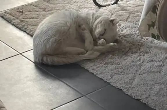 Chat blanc mâle perdu à Sacquenville - photo
