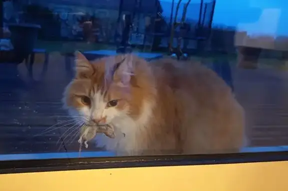 Chat perdu : poil roux/blanc, tatoué 