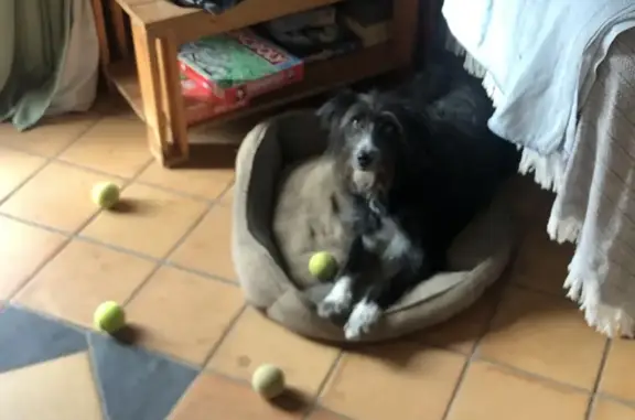 ¡Perro Border Collie Perdido en Sobrarbe!