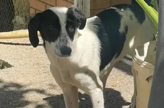 Perro Joven y Cariñoso Hallado...