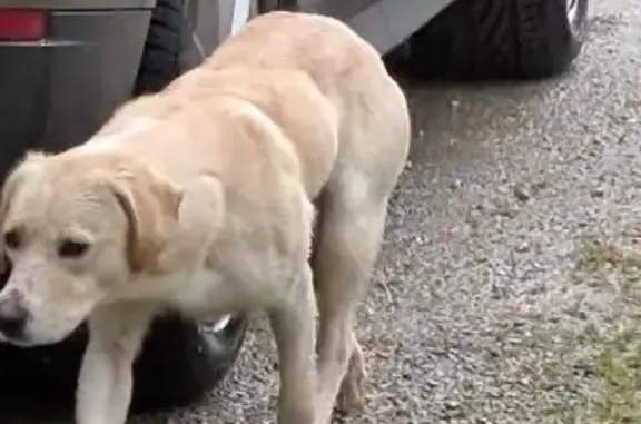 Chien beige craintif trouvé à Chasseneuil - photo