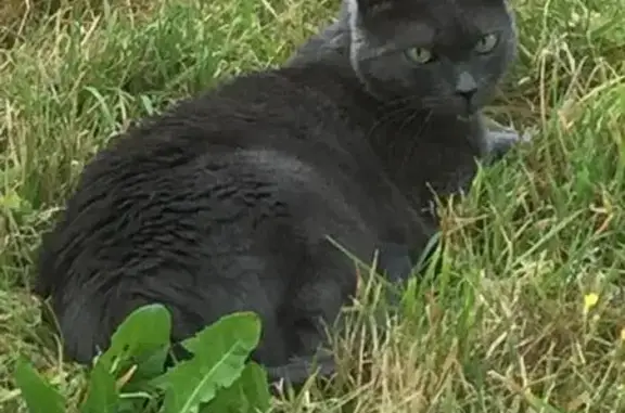 Chatte grise perdue à Saint-Malo - photo