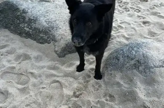 Chien trouvé Ploemeur, photo: Chien perdu avec collier illisible à Ploemeur
