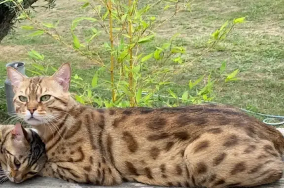 Chat Bengal mâle perdu à Feuguerolles - photo