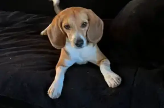 Beagle mâle perdu à Gâcogne, urgent ! - photo