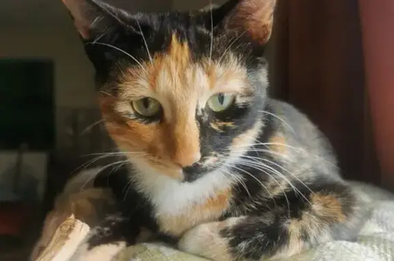 Chat perdu, , photo: Chats Coco et Ynell disparus à Bégadan