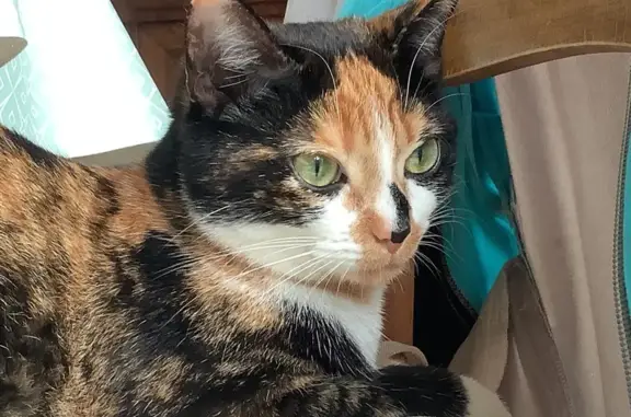Chat perdu, Dijon, photo: Chatte tricolore perdue à Dijon