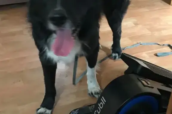 Found: Black & White Dog in We...