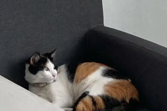 Gata Calico Perdida en Sebastián Bach 103