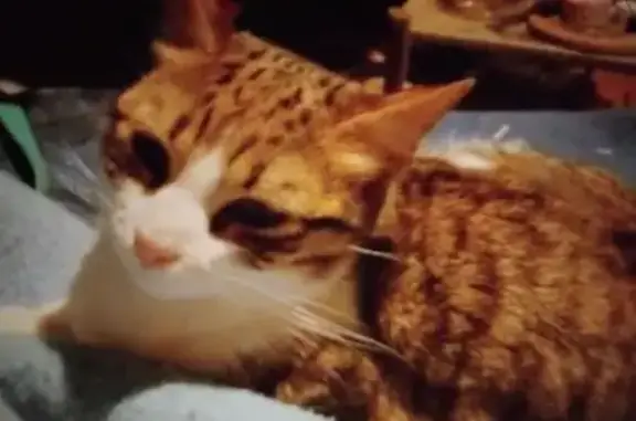 Chat perdu, , photo: Petite chatte perdue à Saint-Ouen-sur-Seine