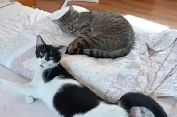 ¡Gatita Blanca Perdida en Monzón!