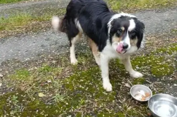 Chien trouvé Urrugne, photo: Border collie errant trouvé à Urrugne