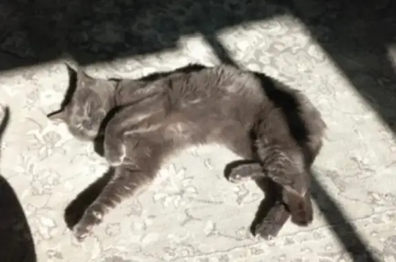 Chat perdu, Pau, photo: Chat européen gris perdu, yeux jaunes, Pau
