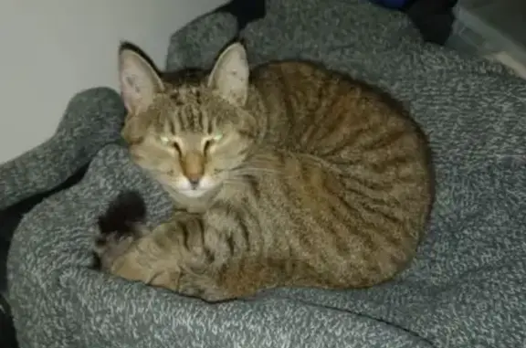 Animaux perdus , photo: Chat grisé perdu, stérilisé à Mesvres