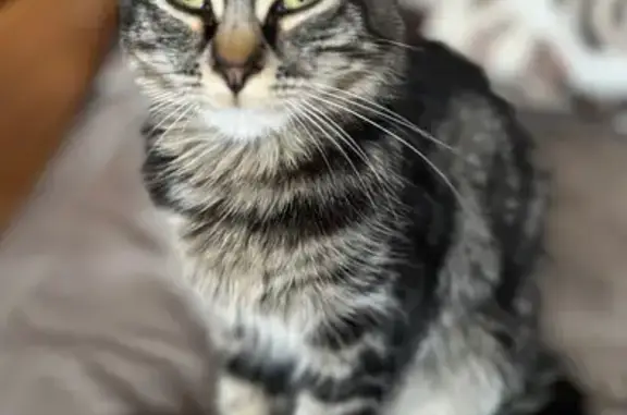Chat trouvé Le Kremlin-Bicêtre, photo: Chatte tigrée trouvée au Kremlin-Bicêtre