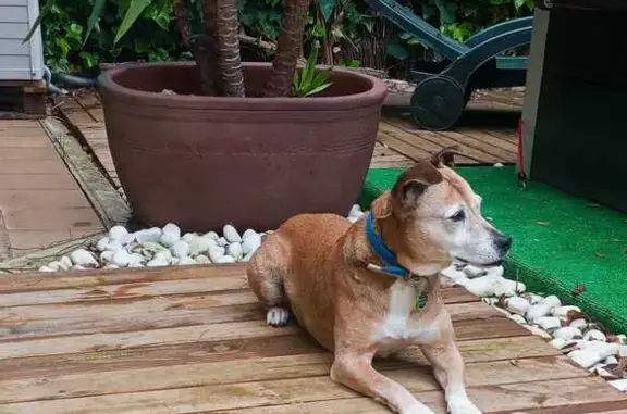 Perro Perdido: NISSAN, 13 años, Collar Azul