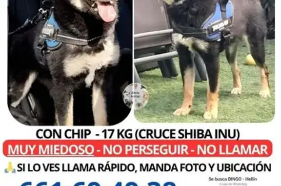 ¡Perro Shiba Perdido en Hellín! Ayuda