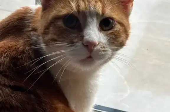 Chat blanc et roux perdu à Lécousse - photo