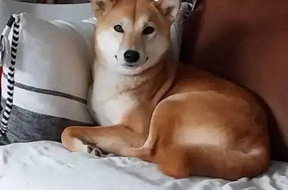 Chien perdu , photo : Chienne Shiba perdue à Fos-sur-Mer