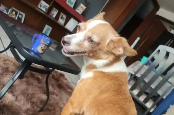 Perro Perdido: Café Claro y Blanco en GDL