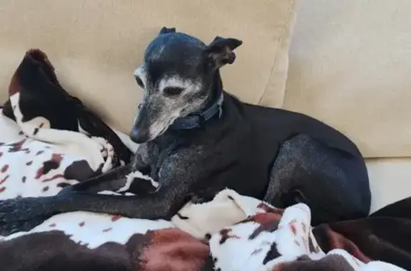 Chien perdu Saint-Ouen-l'Aumône, photo : Chien perdu : Petit Lévrier noir, 11 ans