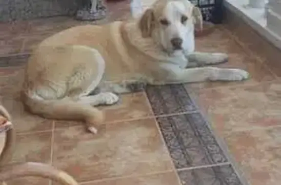 Perro Perdido: Bei con Collar Azul en Benejúzar