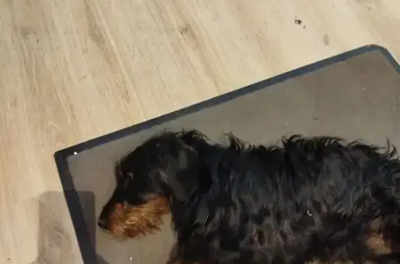 Chien trouvé Cosnac, photo: Chien marron et noir trouvé à Cosnac