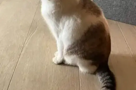 Chat perdu, yeux bleus, Erbray - photo