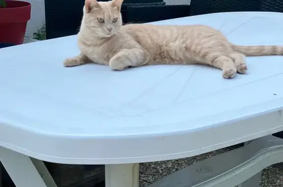 Animaux trouvés , photo: Chatte crème perdue à Courçay