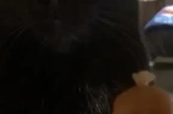 Chat perdu, , photo: Chat noir mâle perdu à Saint-Quentin-du-Dropt
