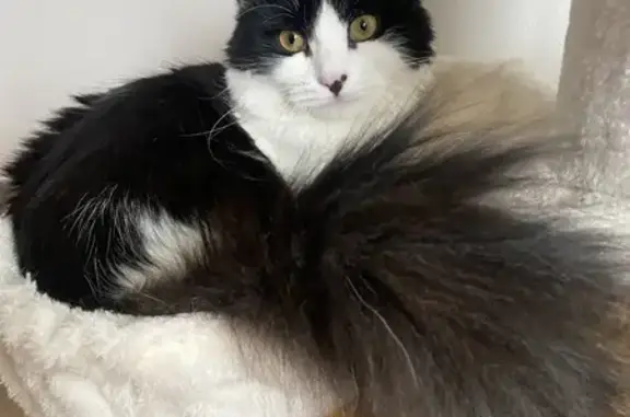 Chat perdu, Wattrelos, photo: Chatte perdue, noire et blanche, Wattrelos