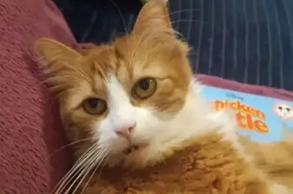 Animaux perdus Aubervilliers, photo: Chat roux et blanc perdu à Aubervilliers