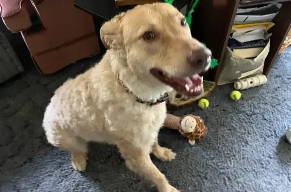 Lost Dog: Golden Coat, Skittish Nature
