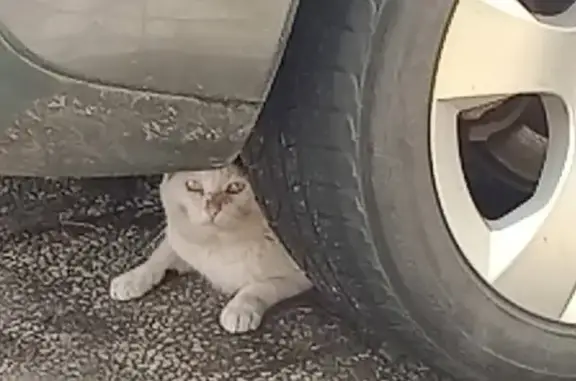 Animaux trouvés Plouvorn, photo: Chat errant blessé à Plouvorn