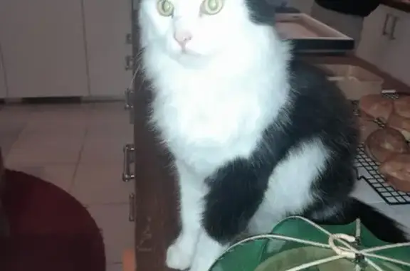 Chat perdu, Piégut-Pluviers, photo: Chat perdu : Kaos, 18 mois, noir et blanc