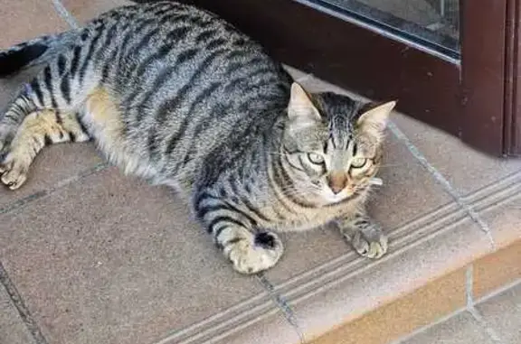 Gato Atigrado Perdido en Sant Pol de Mar