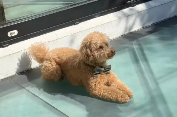 ¡Perdido! Poodle Toy Marrón en Madrid