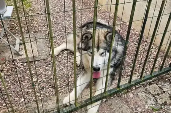Chien trouvé Longueil-Annel, photo: Chien type berger husky trouvé à Longueil-Annel