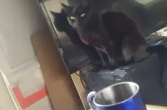 Animaux perdus , photo: Chatte noire perdue près d'Amigné