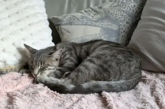 Chatte grise tigrée perdue à Civens - photo
