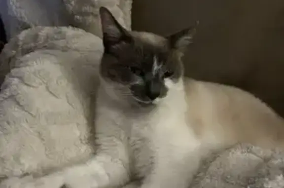 Animaux perdus Dun-le-Palestel, photo: Chat crème perdu, miaule à Dun-le-Palestel
