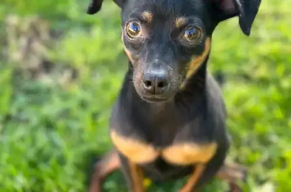 Chien perdu , photo : Pinscher nain perdu, Maisoncelles-en-Brie