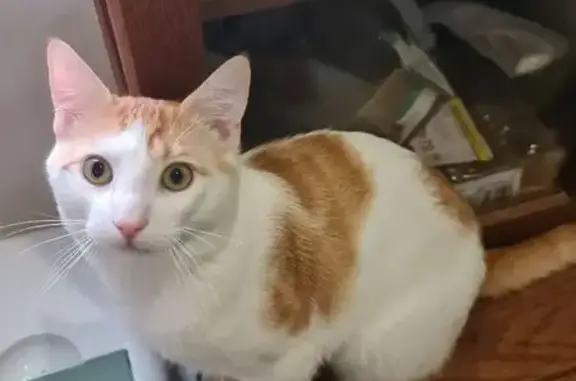 Se busca: Gato blanco y naranja en Reus