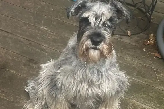 Chien Schnauzer Gris/Noir perdu à Villeneuve - photo