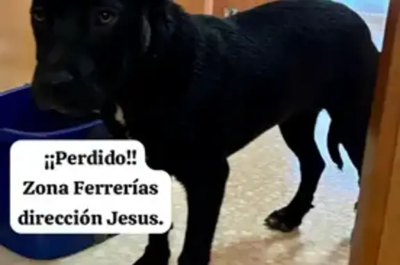 ¡Perro Cachorro Perdido en Tortosa!
