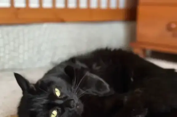 Chat perdu, Semblançay, photo: Chat noir perdu, tache blanche, Semblançay