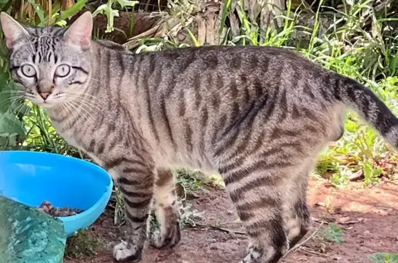 Rescate Urgente: Gatito Abando...